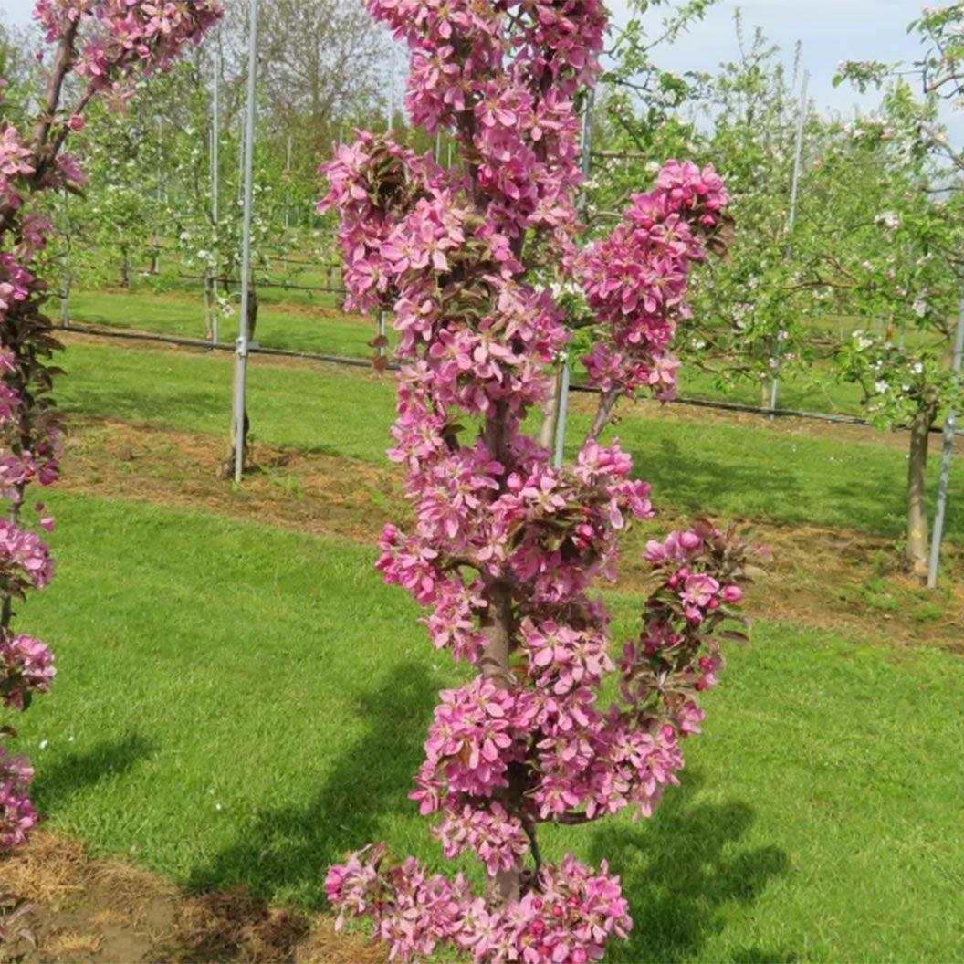 Fruit Snacks® All RedTM Columnar Apple Tree