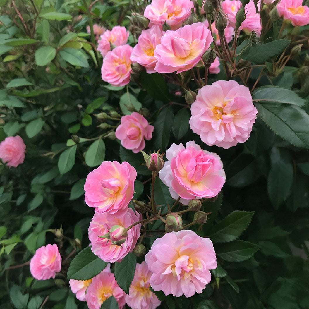 Perfume BreezeTM Climbing Rose