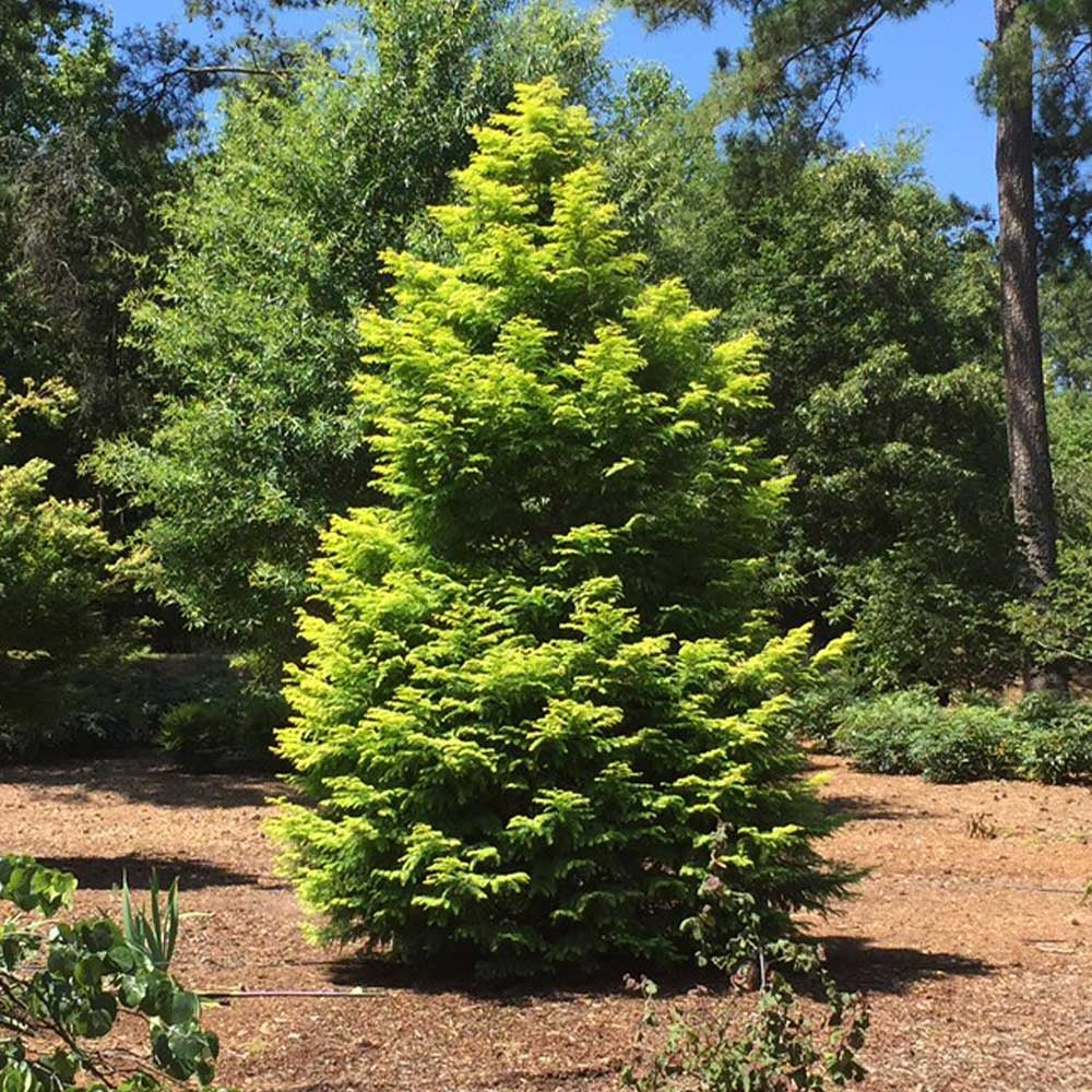 Amber GlowTM Redwood Tree