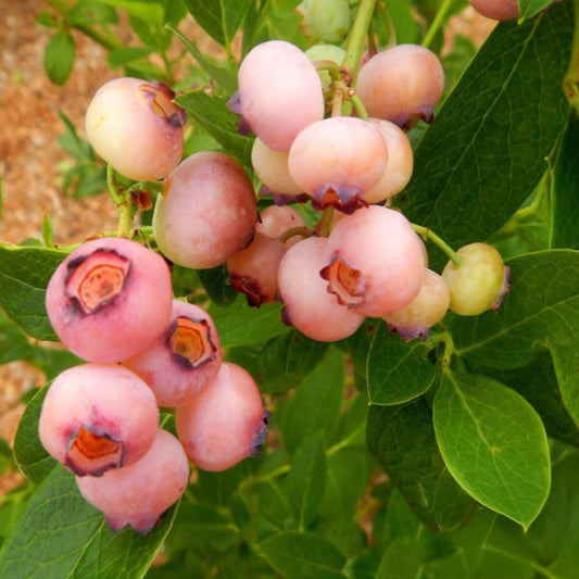 Pink PopcornTM Blueberry Bush