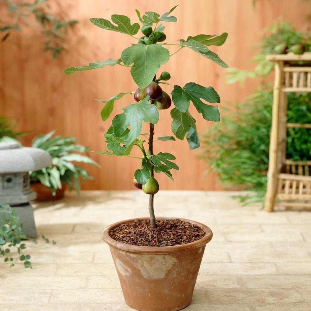 Southern Living® Little Miss FiggyTM Tree