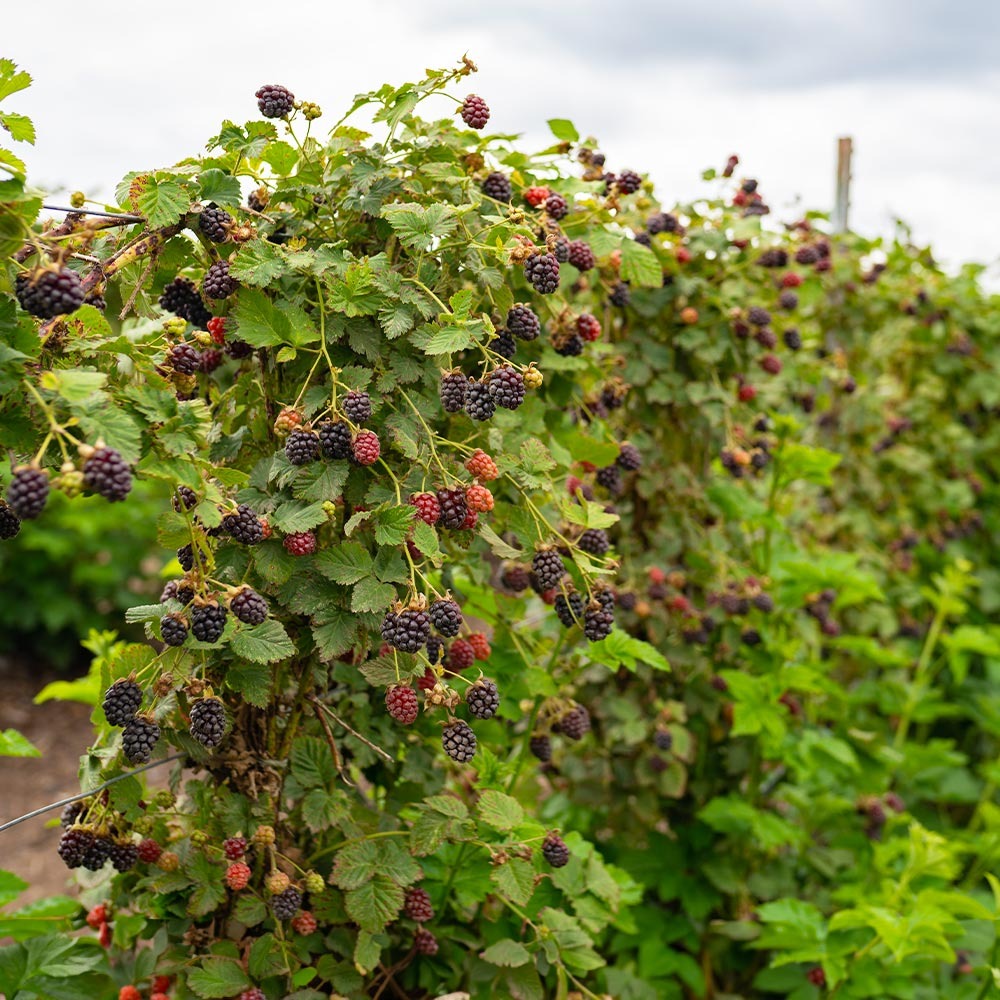 Thornless Blackberry Bush