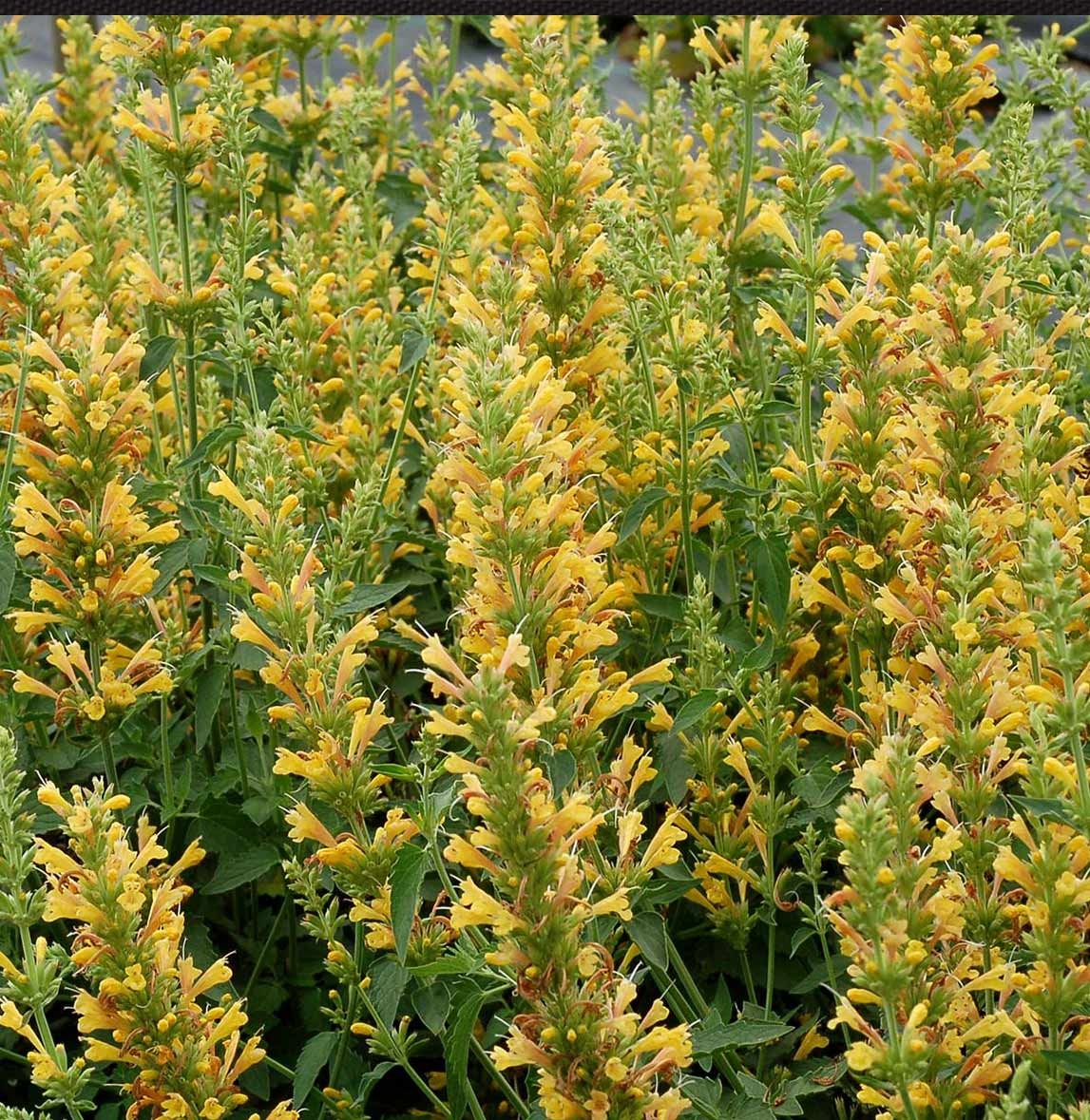 KudosTM Yellow Agastache Plant