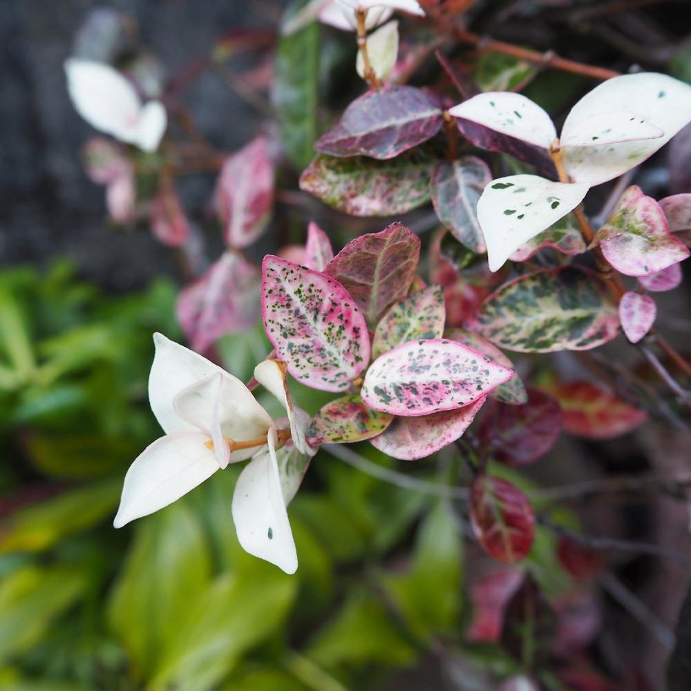 Snow-N-SummerTM Asiatic Jasmine Shrub
