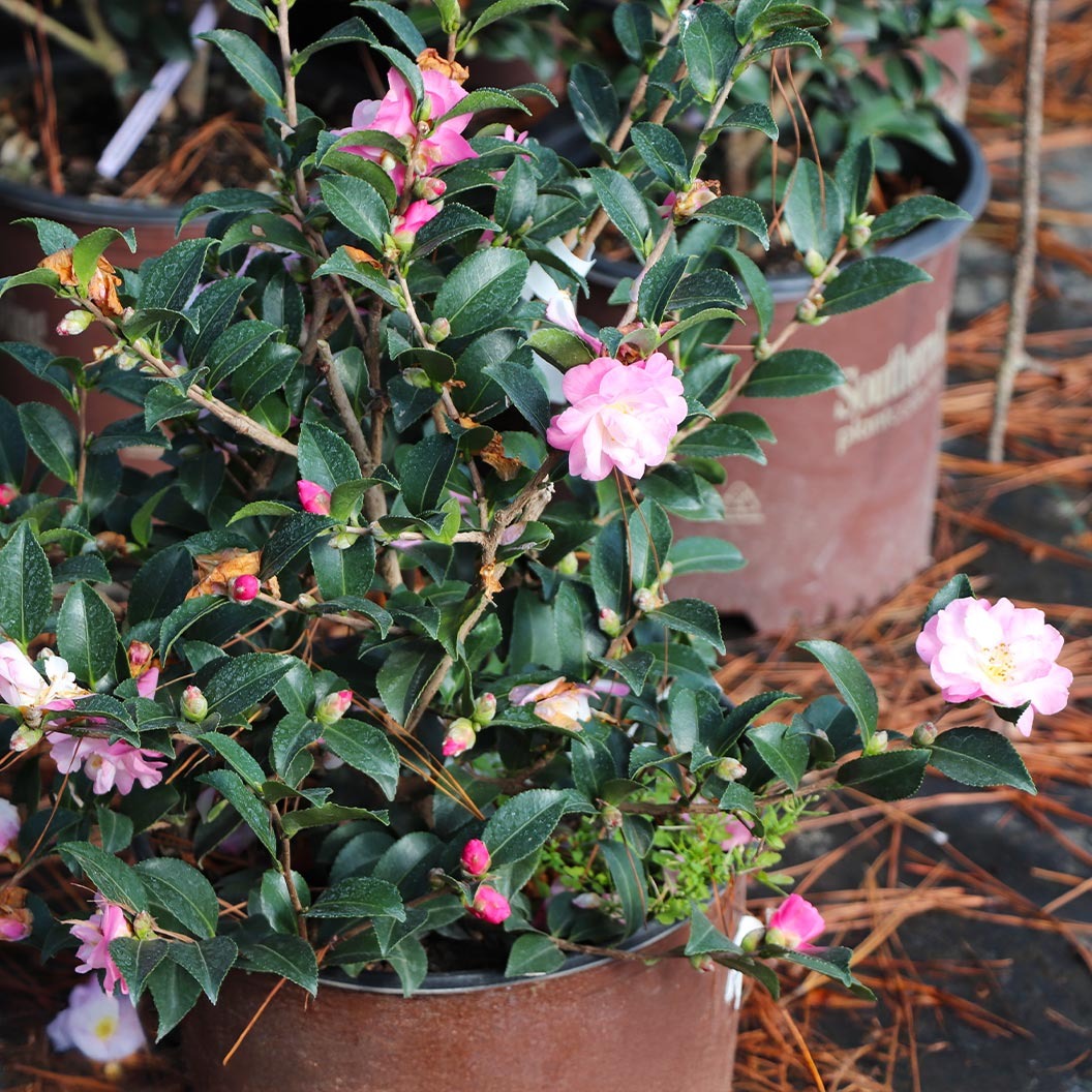 Southern Living® October Magic® OrchidTM Camellia Shrub