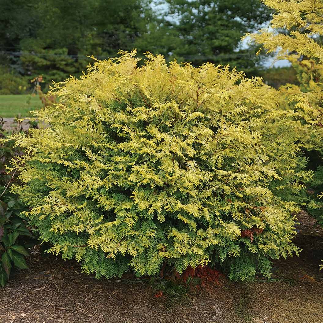 Southern Living® Night LightTM Chamaecyparis Shrub