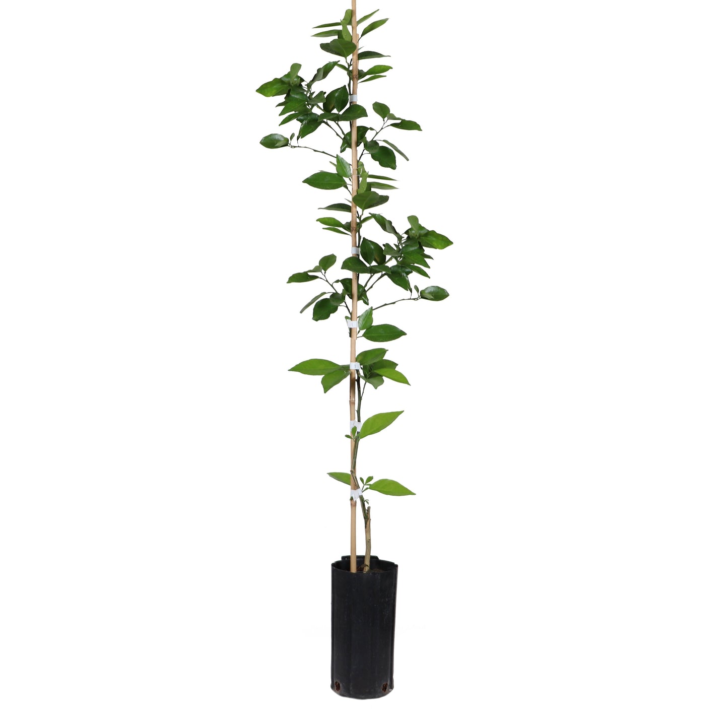 Valencia Orange Tree