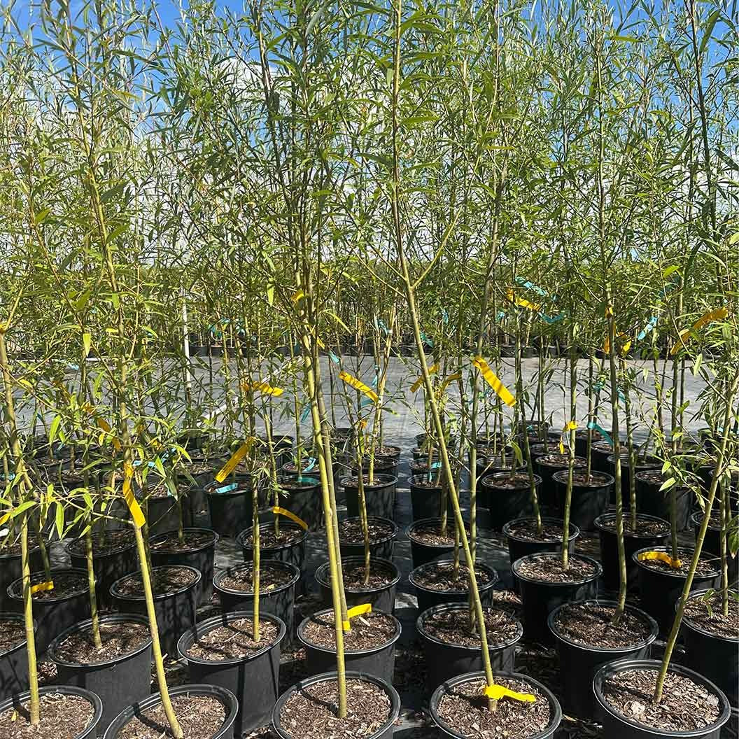 Willow Hybrid Tree