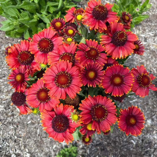 Low RiderTM Gaillardia Plant