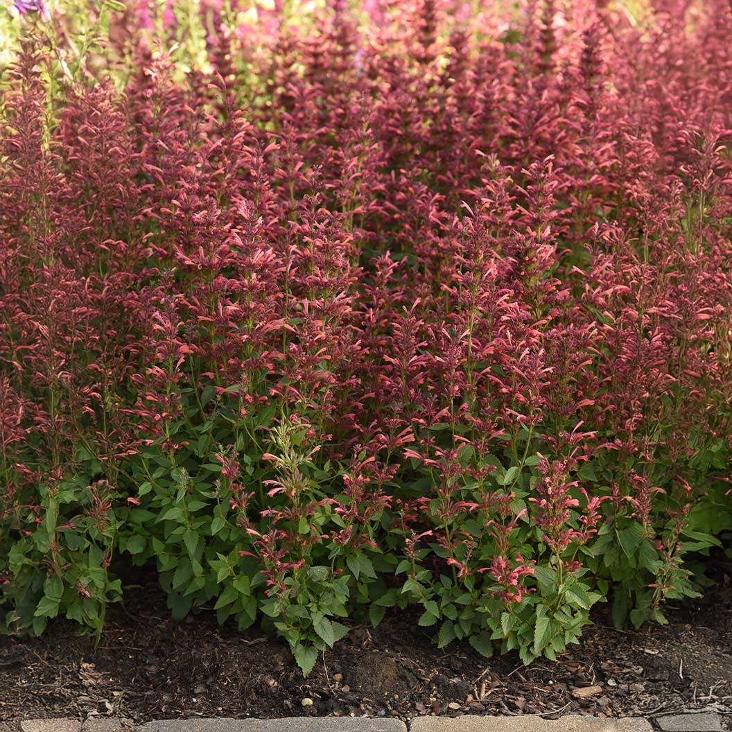 SummerlongTM Coral Agastache Plant