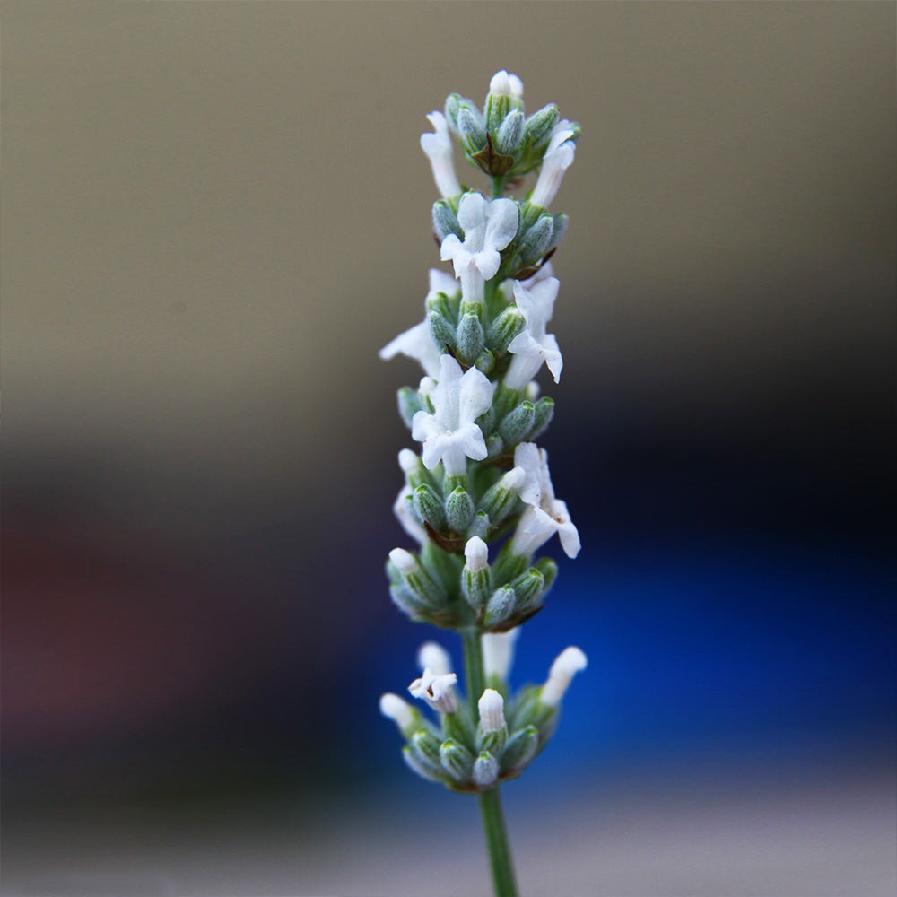 ExceptionalTM Lavender Plant
