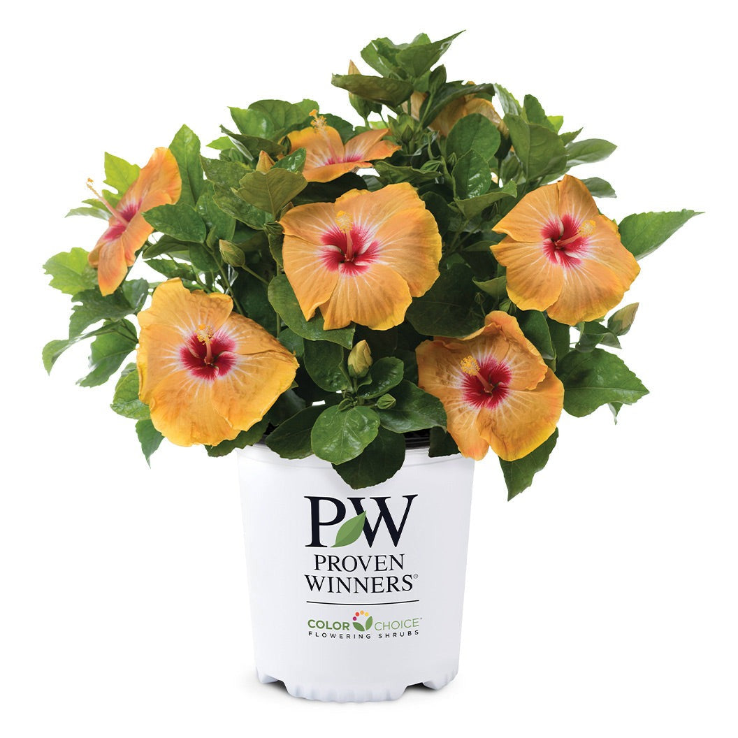Proven Winners® Golden GlobeTM Hollywood® Hibiscus