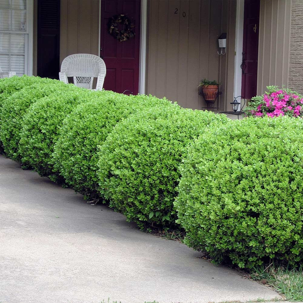 Southern Living® Baby Gem Boxwood Shrub