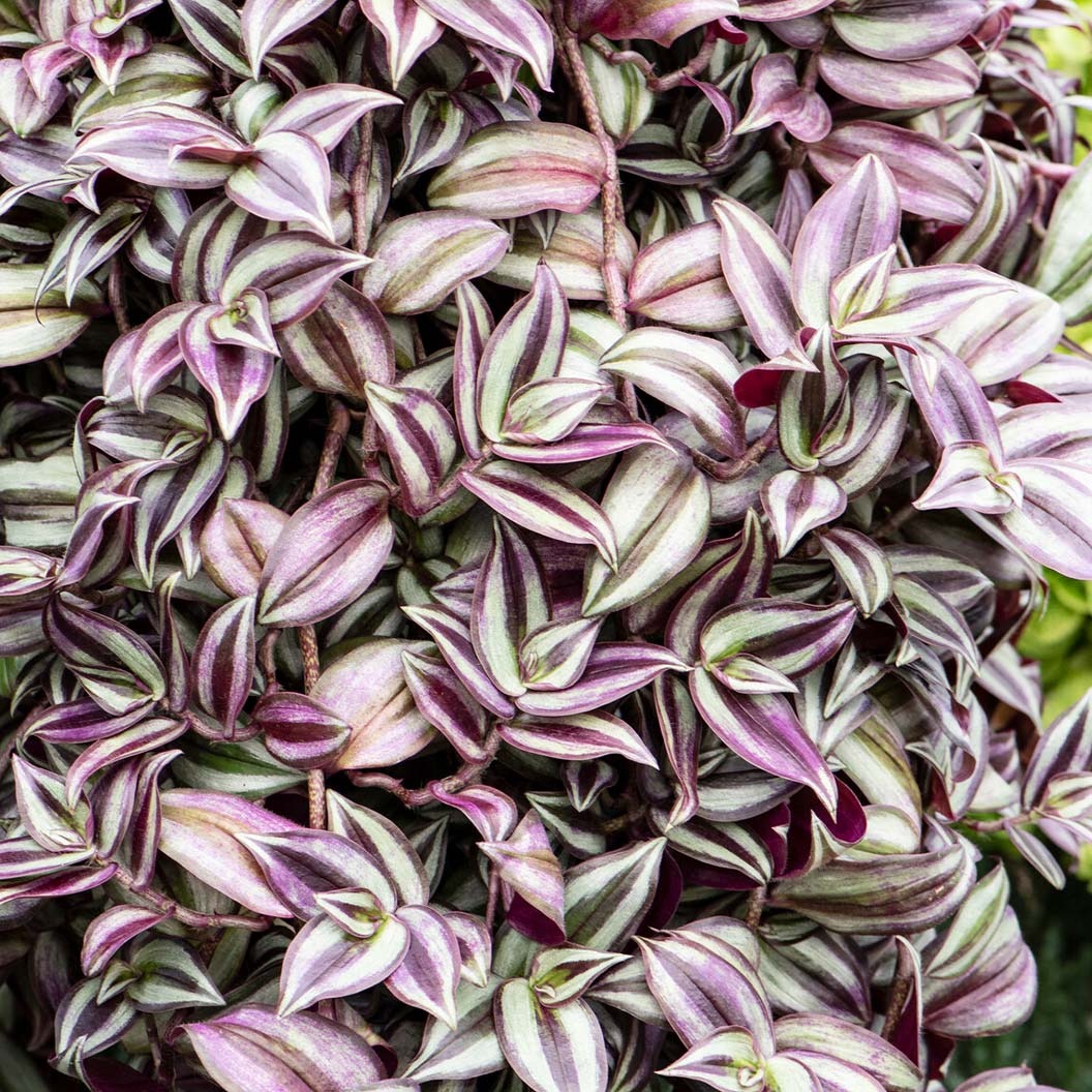 Silver Inch Plant