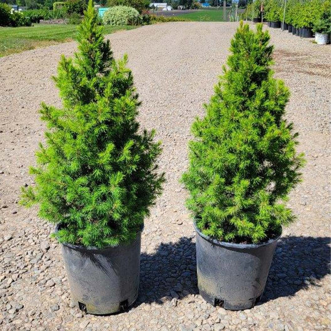 Spruce It UpTM Dwarf Alberta Spruce Tree