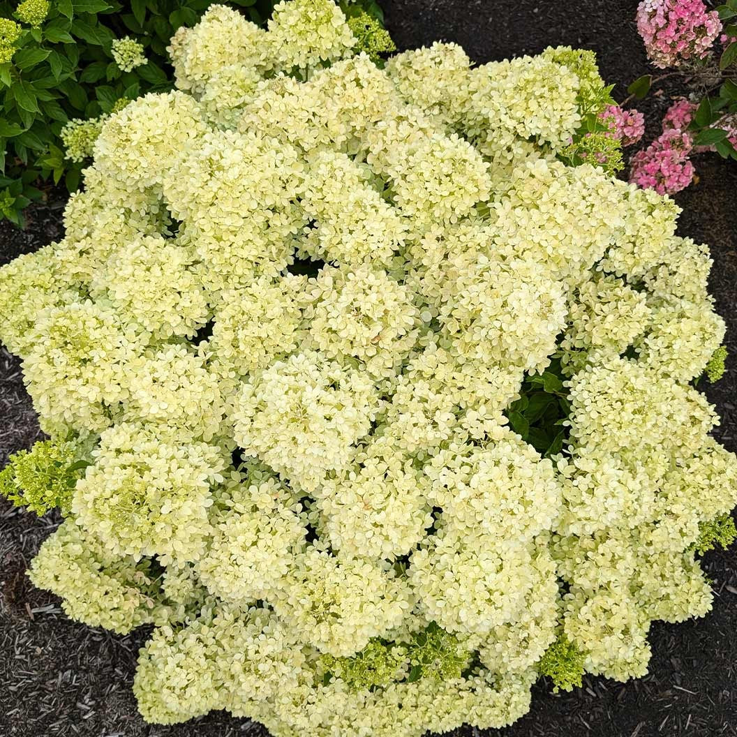 Bubble BathTM Hardy Panicle Hydrangea Shrub