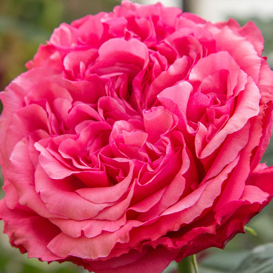 Bloomables® Loves Me, Loves Me NotTM Rose Shrub