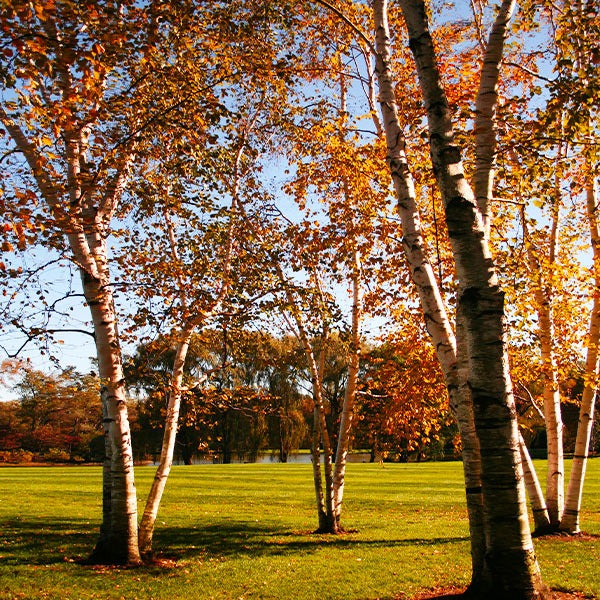 Proven Winners® AvalancheTM Birch Tree
