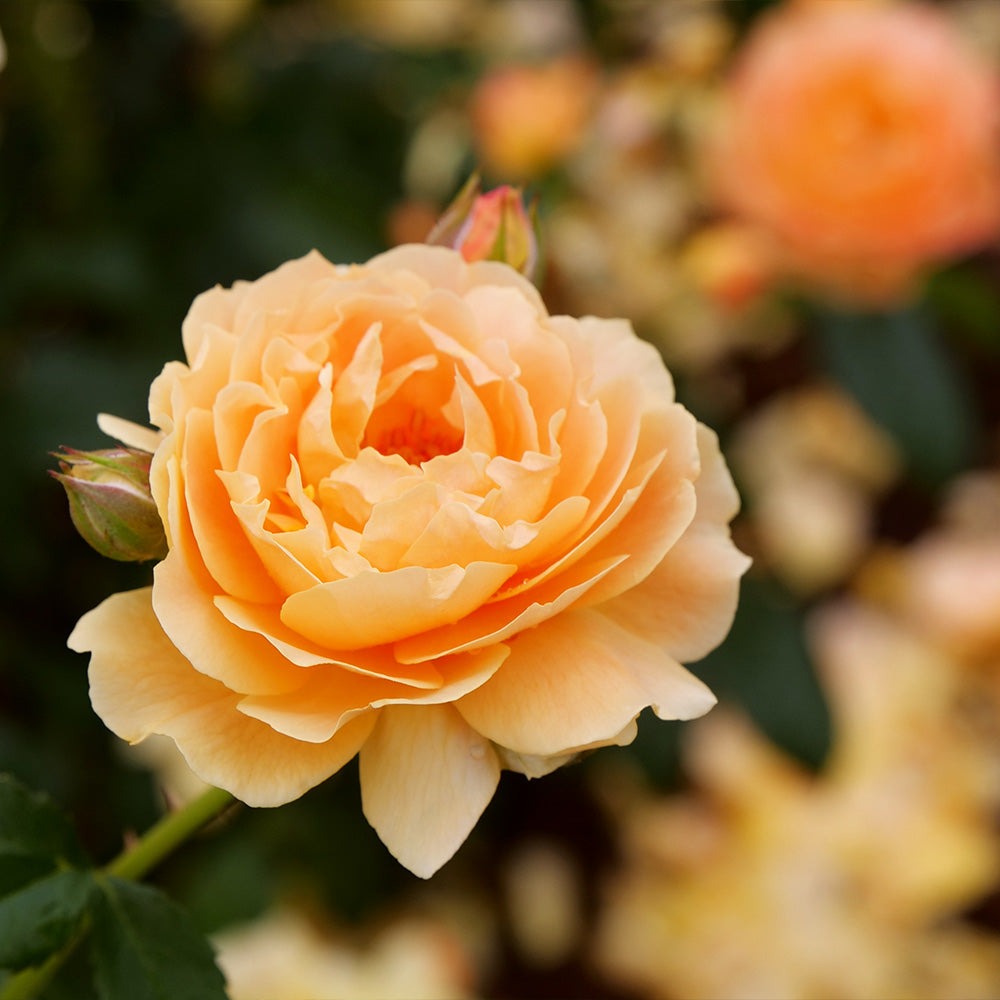 Rose Bushes