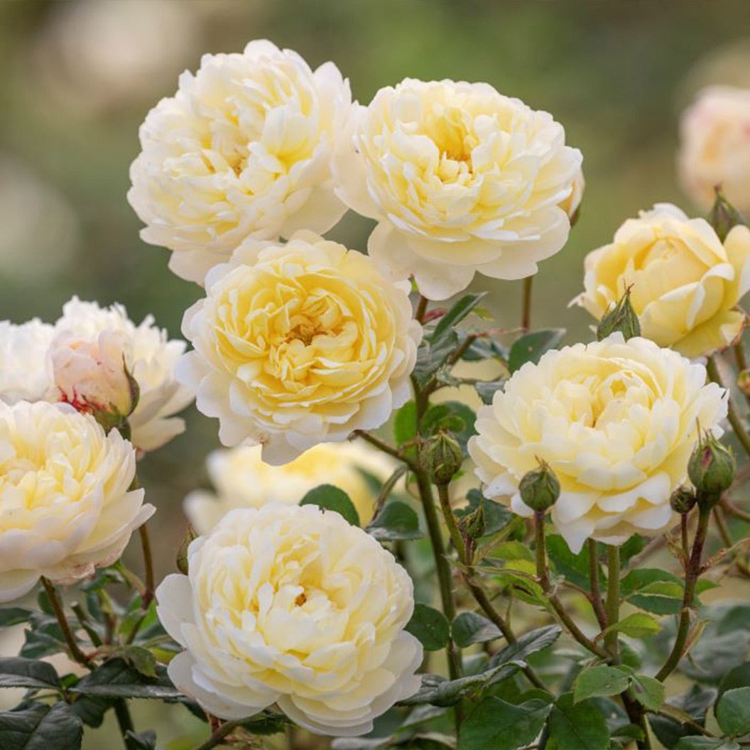 David Austin® Nye BevanTM Rose Shrub