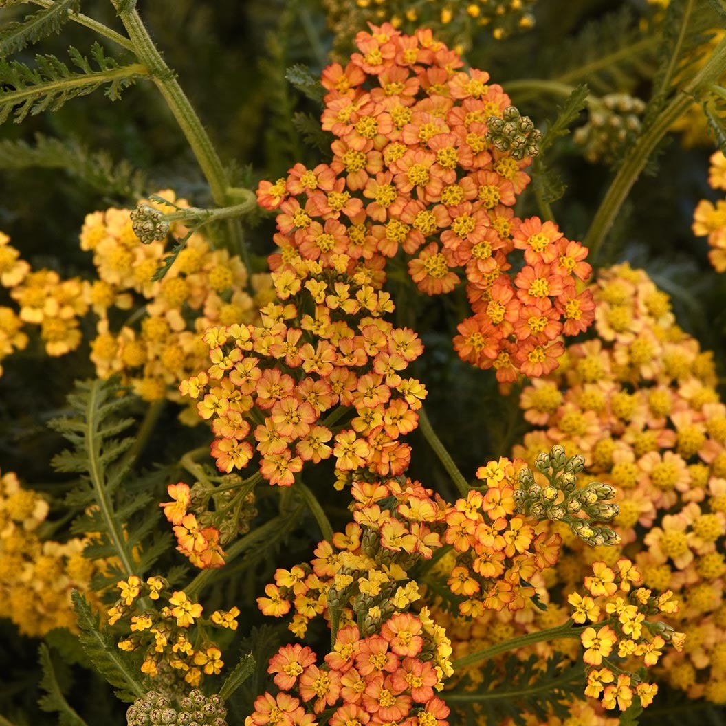Milly RockTM Yellow Terracotta Yarrow Plant