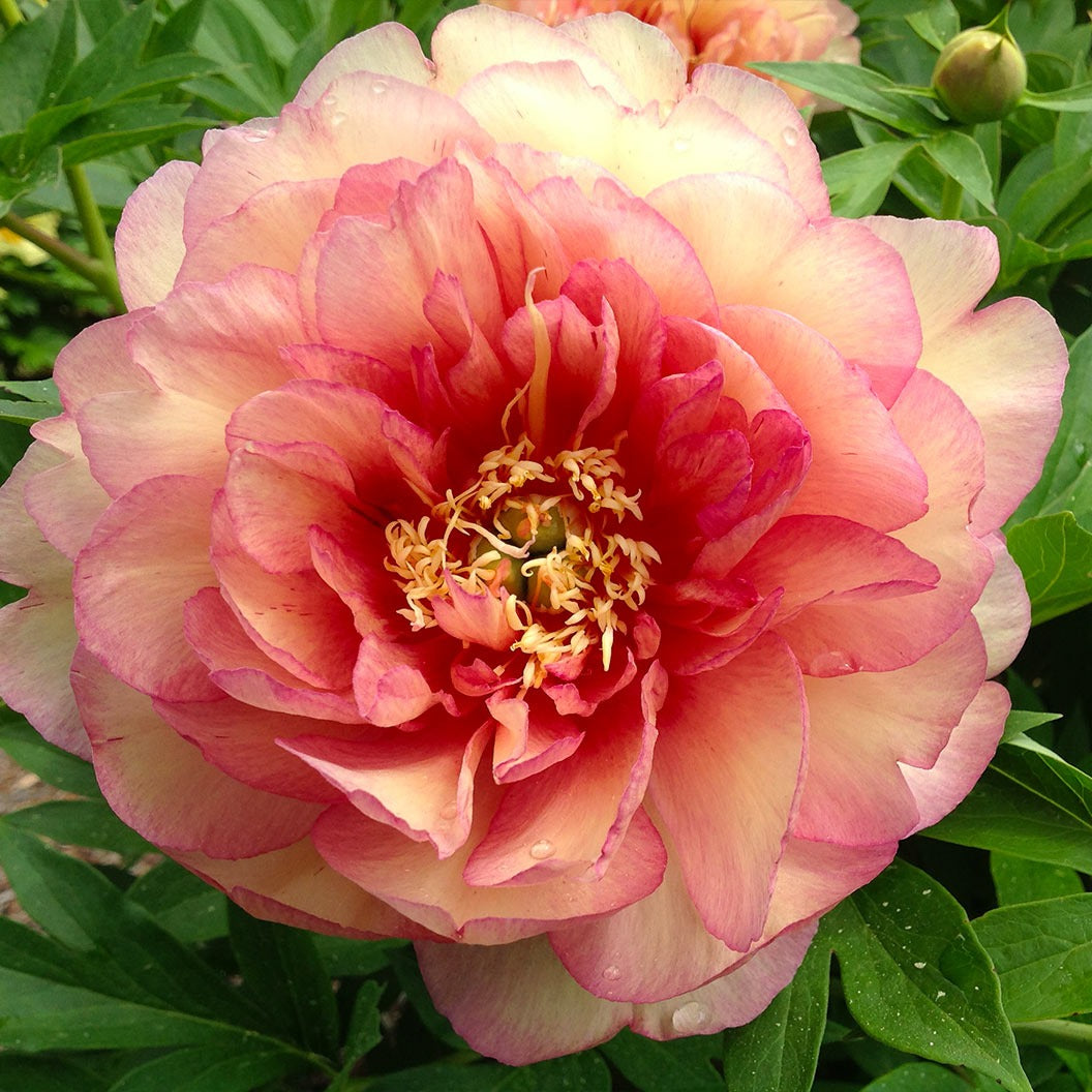 Garden Candy® Simply ScrumptiousTM Itoh Peony Plant