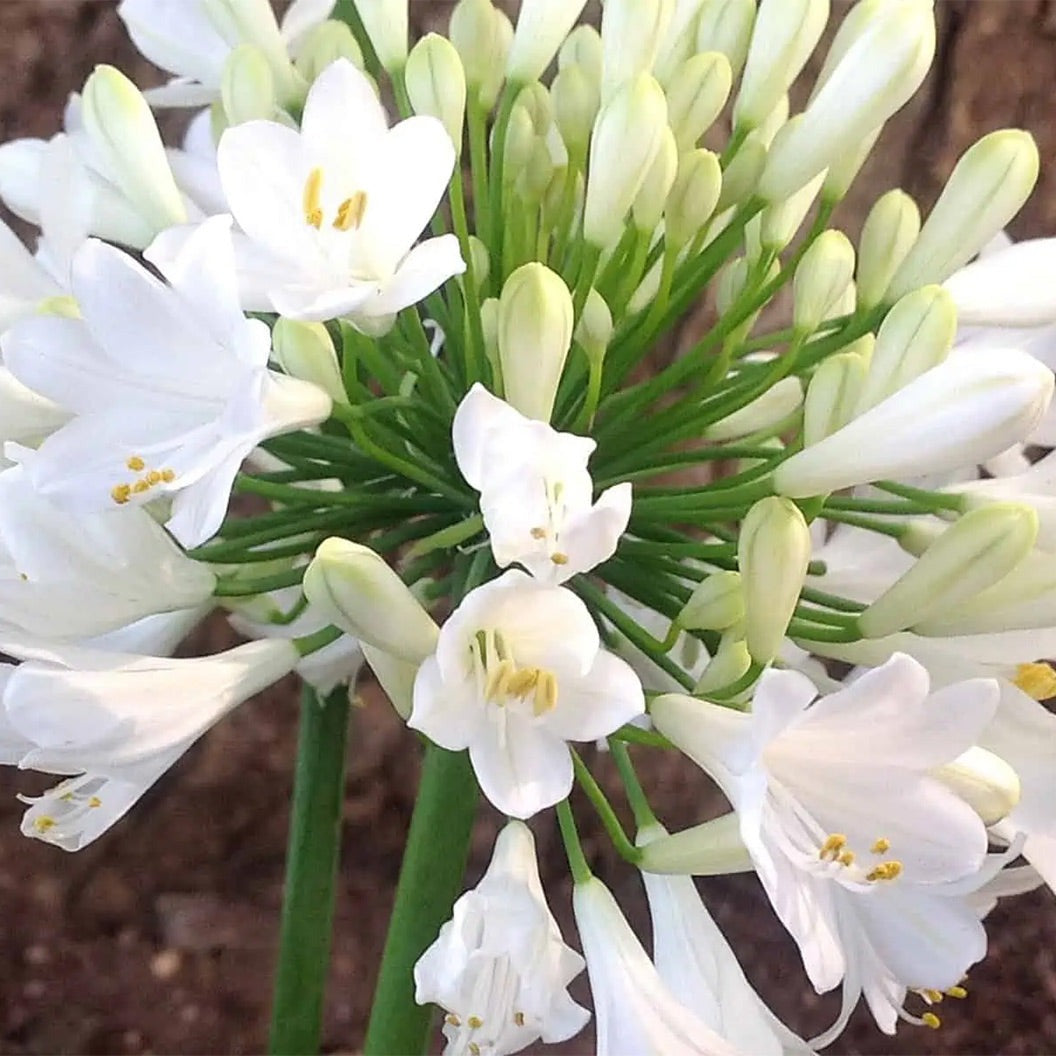 Ever WhiteTM Agapanthus Plant