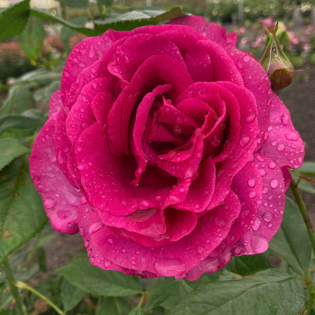 Perfume FactoryTM Hybrid Tea Rose Bush
