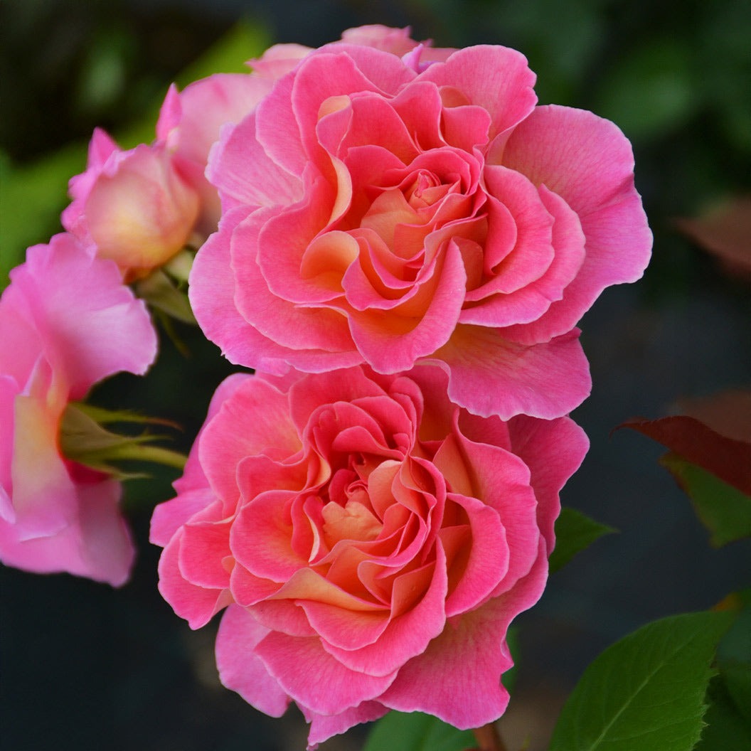 Julie AndrewsTM Patio Rose Tree