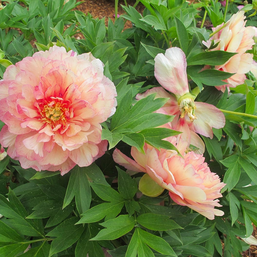 Garden Candy® Simply ScrumptiousTM Itoh Peony Plant