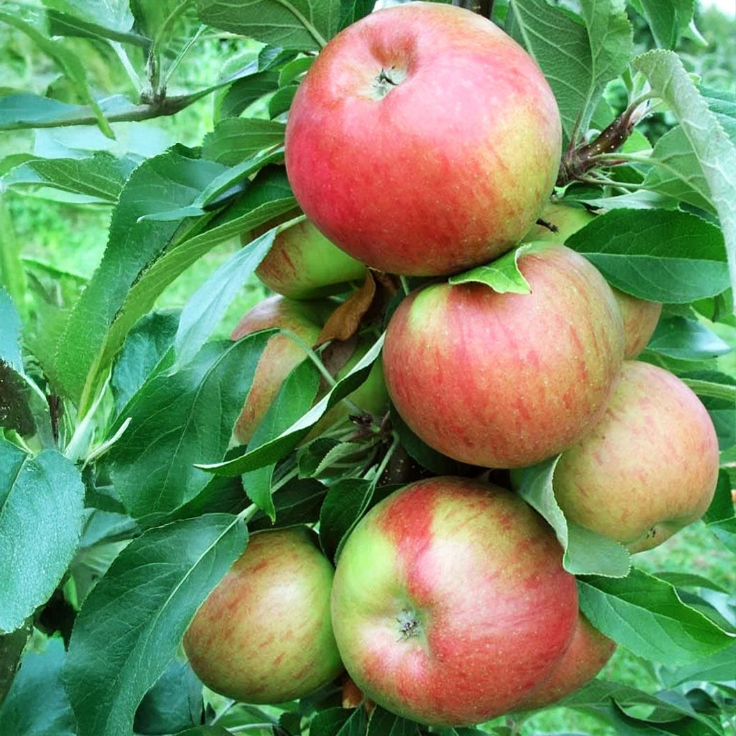 Fruit Snacks® Sweet TreatTM Columnar Apple Tree