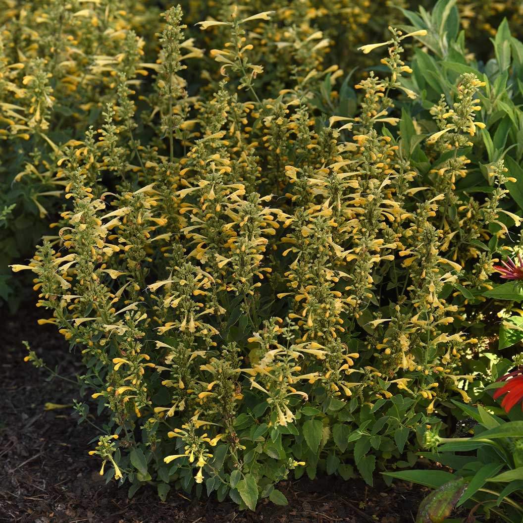 SummerlongTM Lemon Agastache Plant