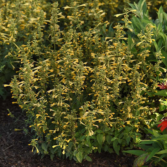SummerlongTM Lemon Agastache Plant