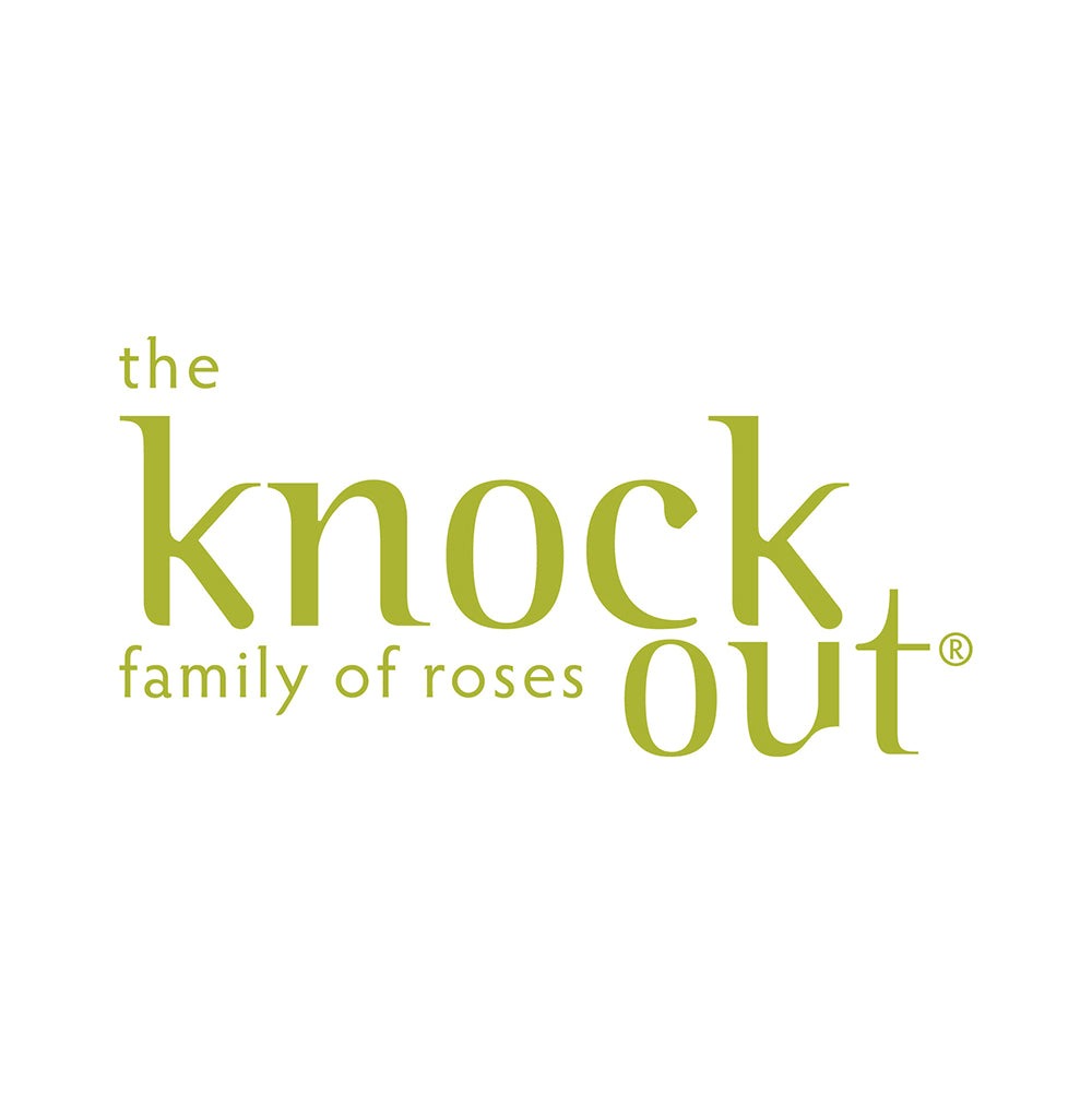 Petite Knock Out® Rose