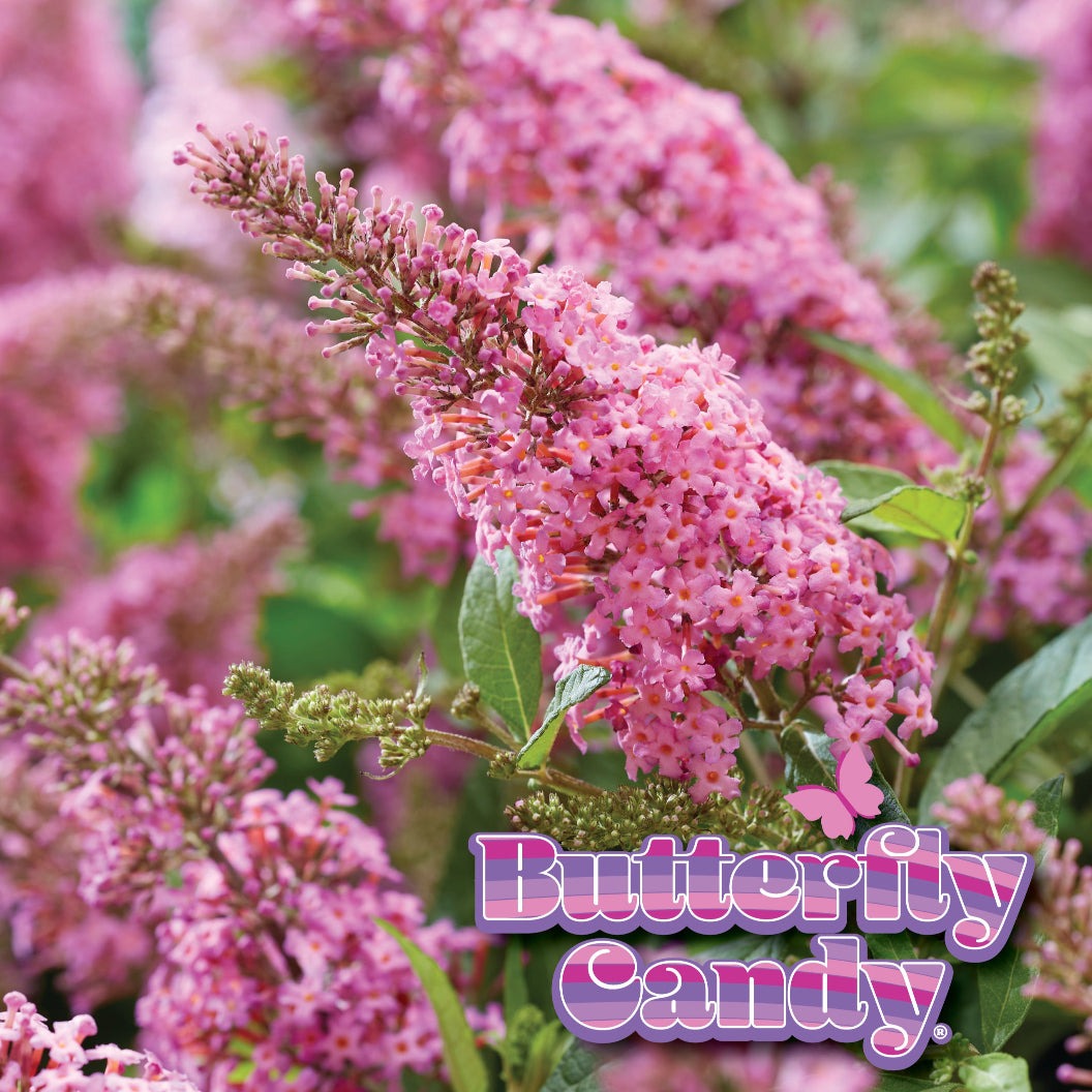 Butterfly Candy® Li'l TaffyTM Butterfly Bush