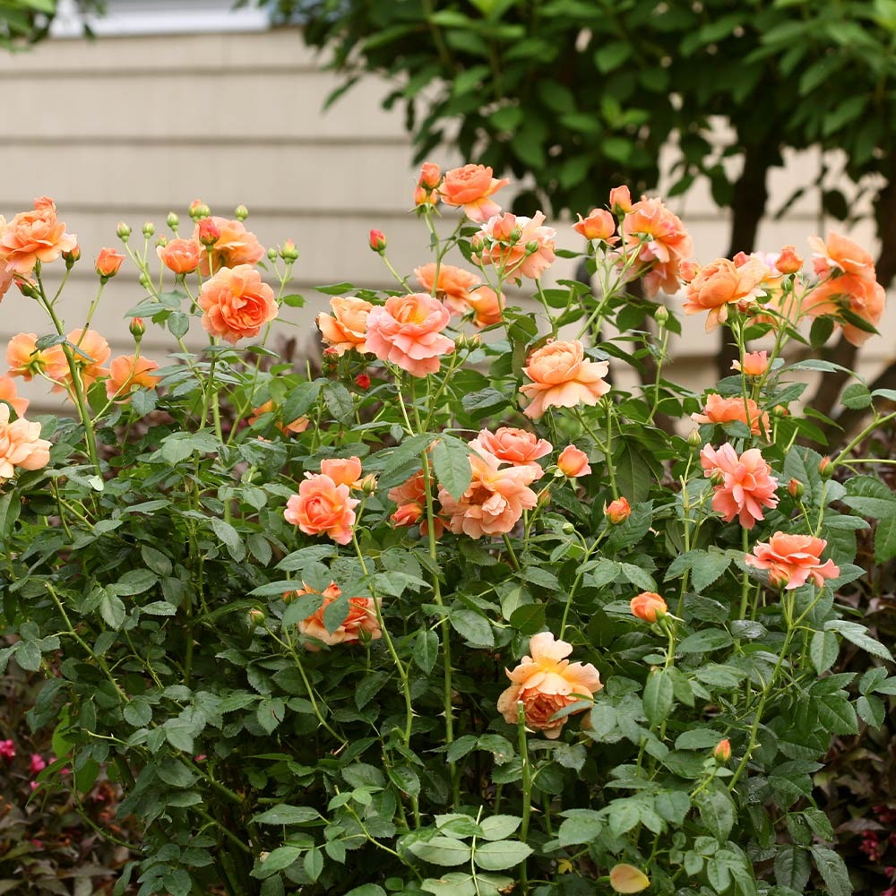Proven Winners® At Last® Rose Shrub
