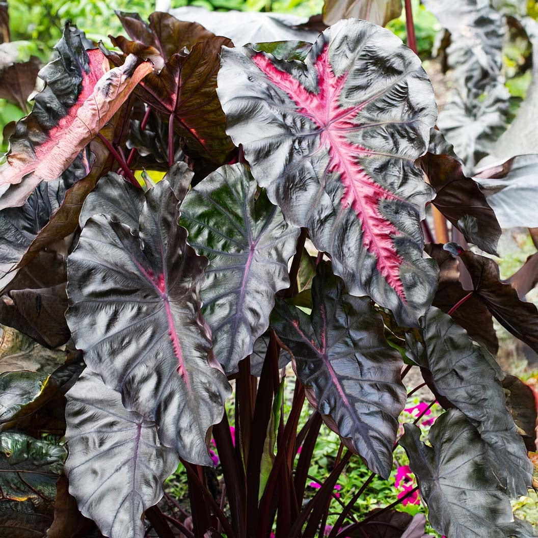 RedemptionTM Colocasia Plant