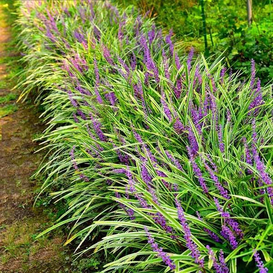 Variegated Liriope Plant
