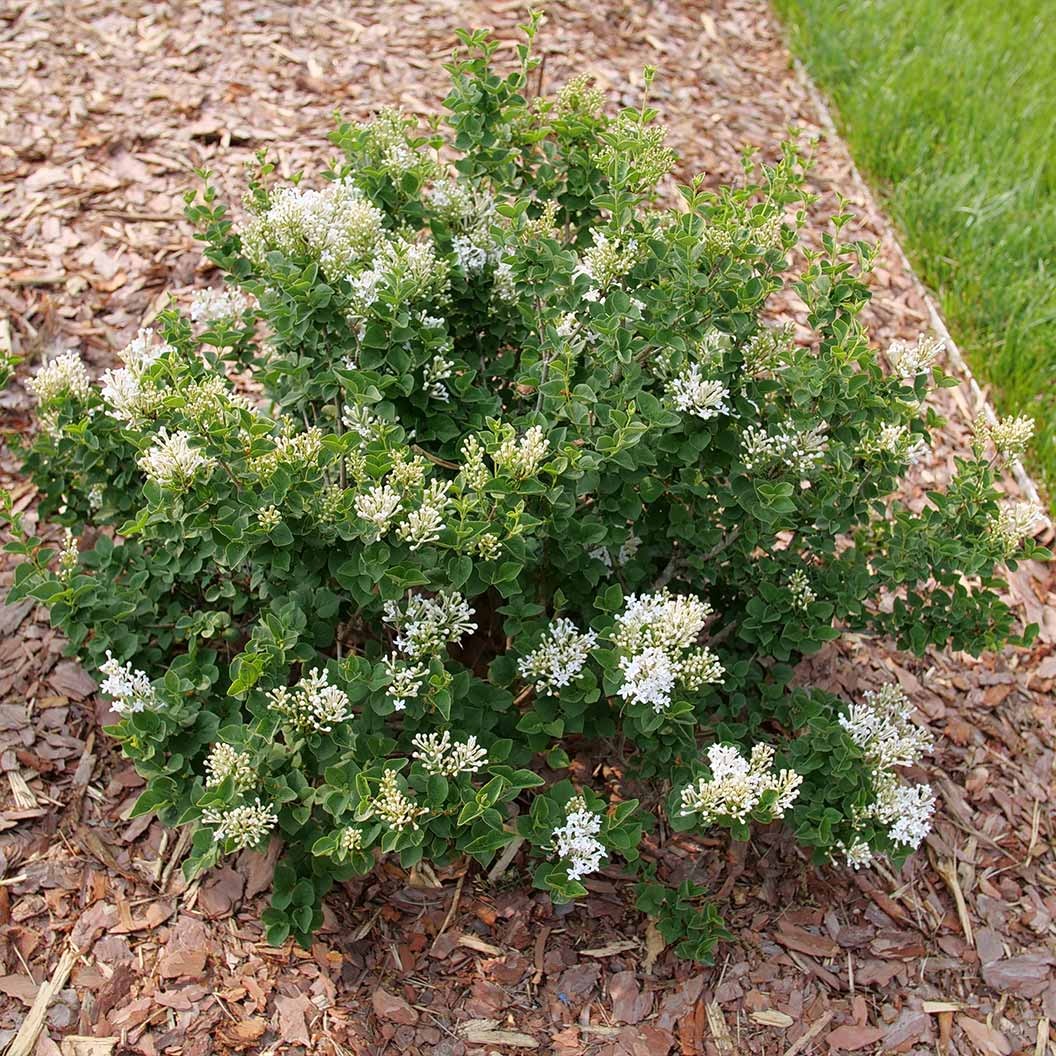 Proven Winners® Bloomerang® ShowmoundTM Lilac Bush