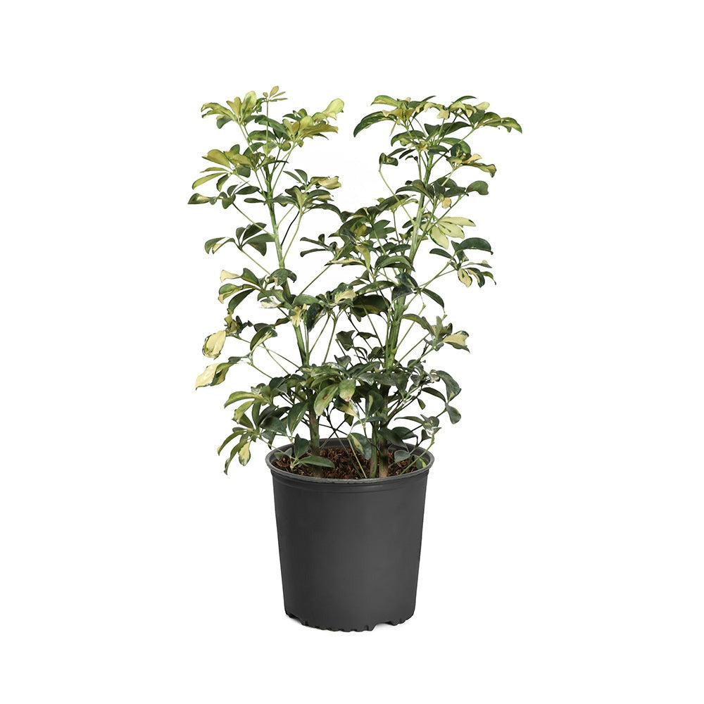 Variegated Dwarf Umbrella Tree