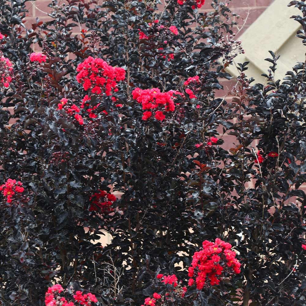 Black Diamond® Best RedTM Crape Myrtle Tree