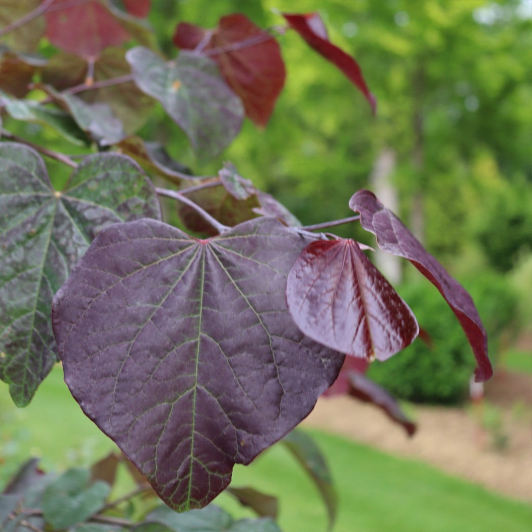 Midnight ExpressTM Redbud Tree