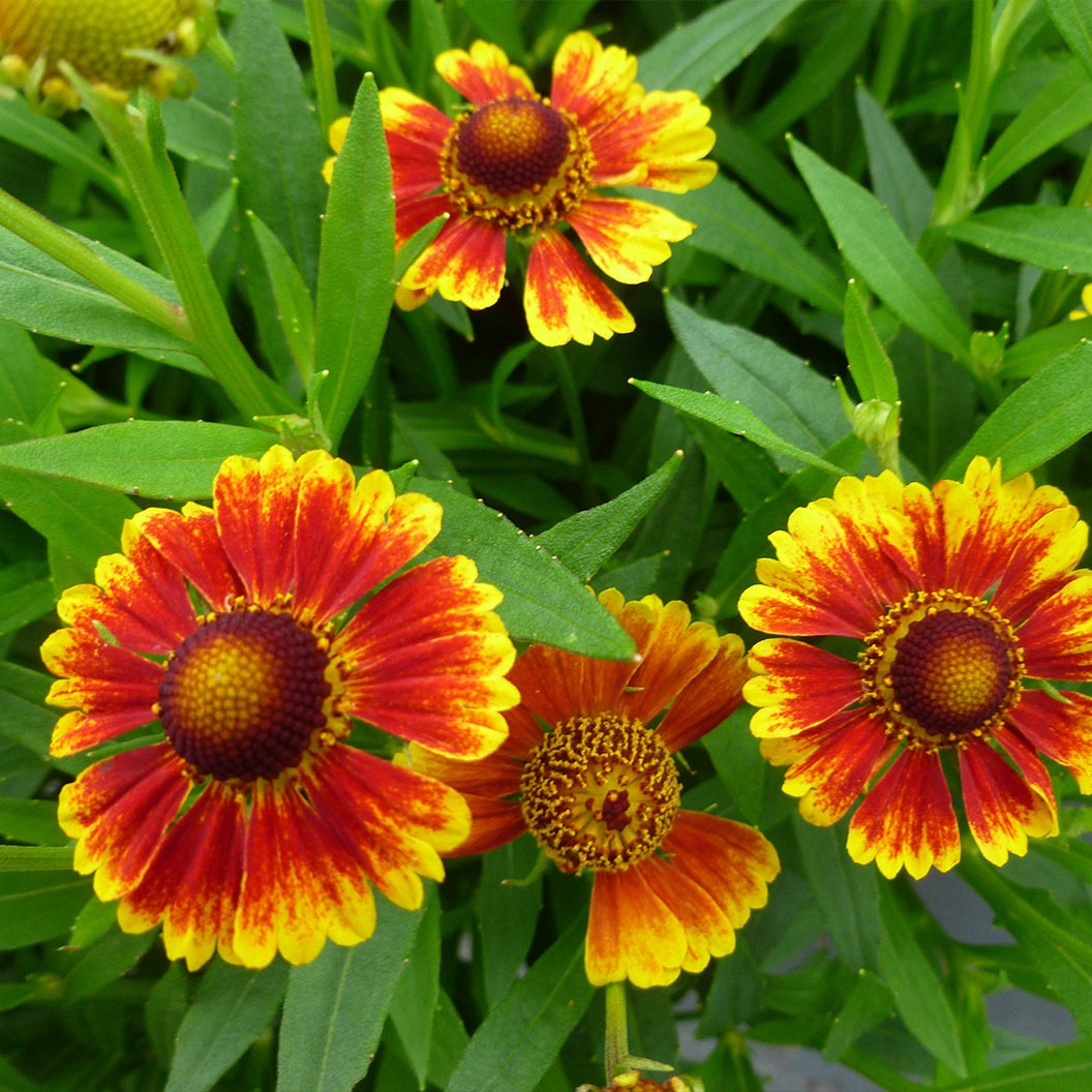 SaludTM Embers Sneezeweed Plant