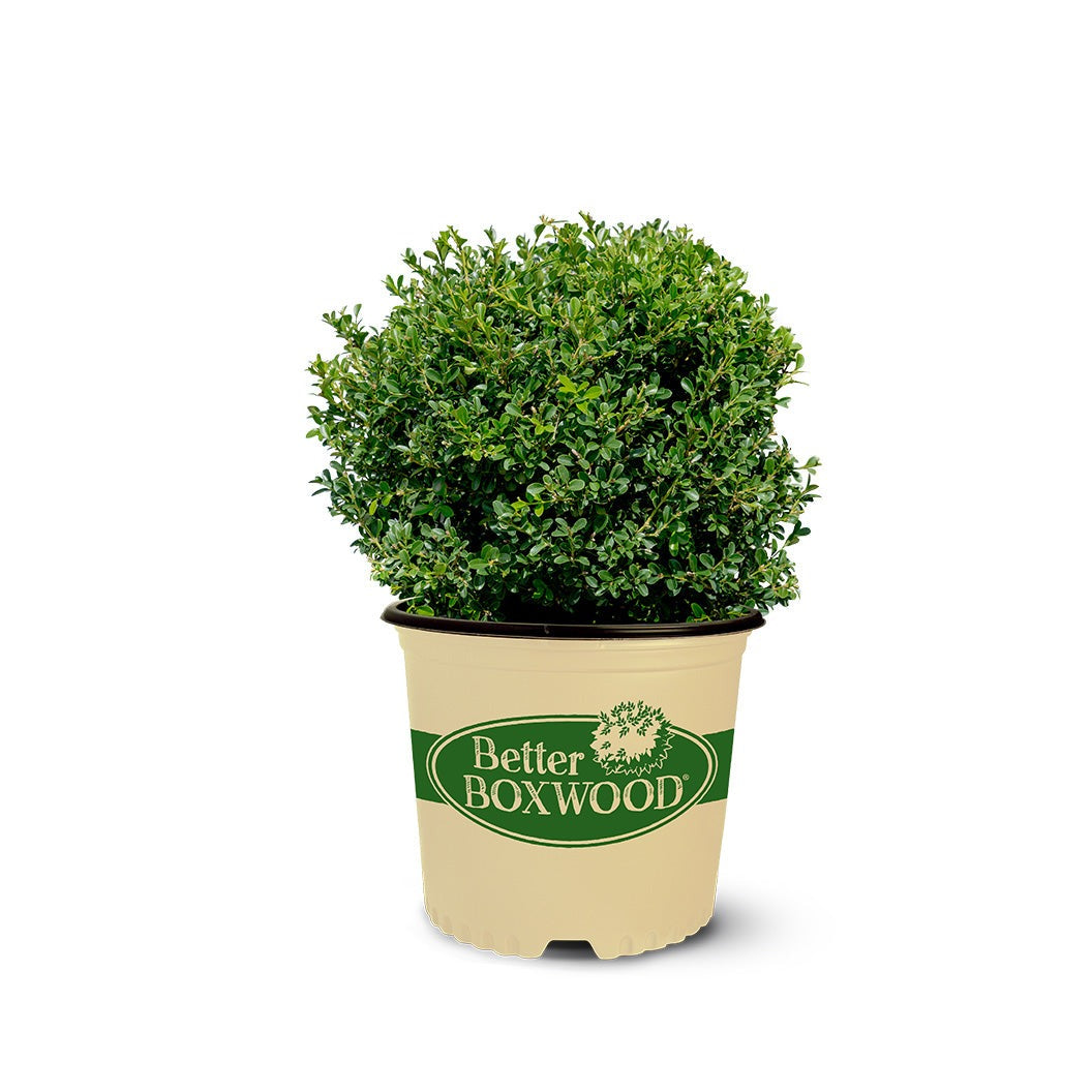 Better Boxwood® RenaissanceTM Shrub