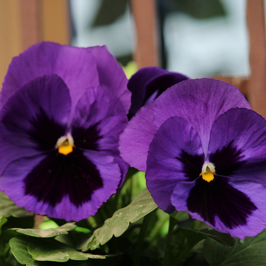 DeltaTM Pro Neon Violet Pansy Plant