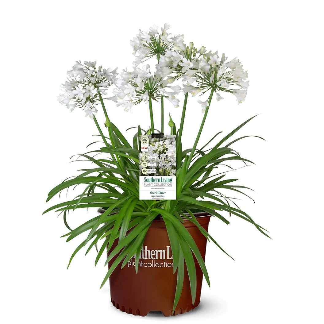 Ever WhiteTM Agapanthus Plant