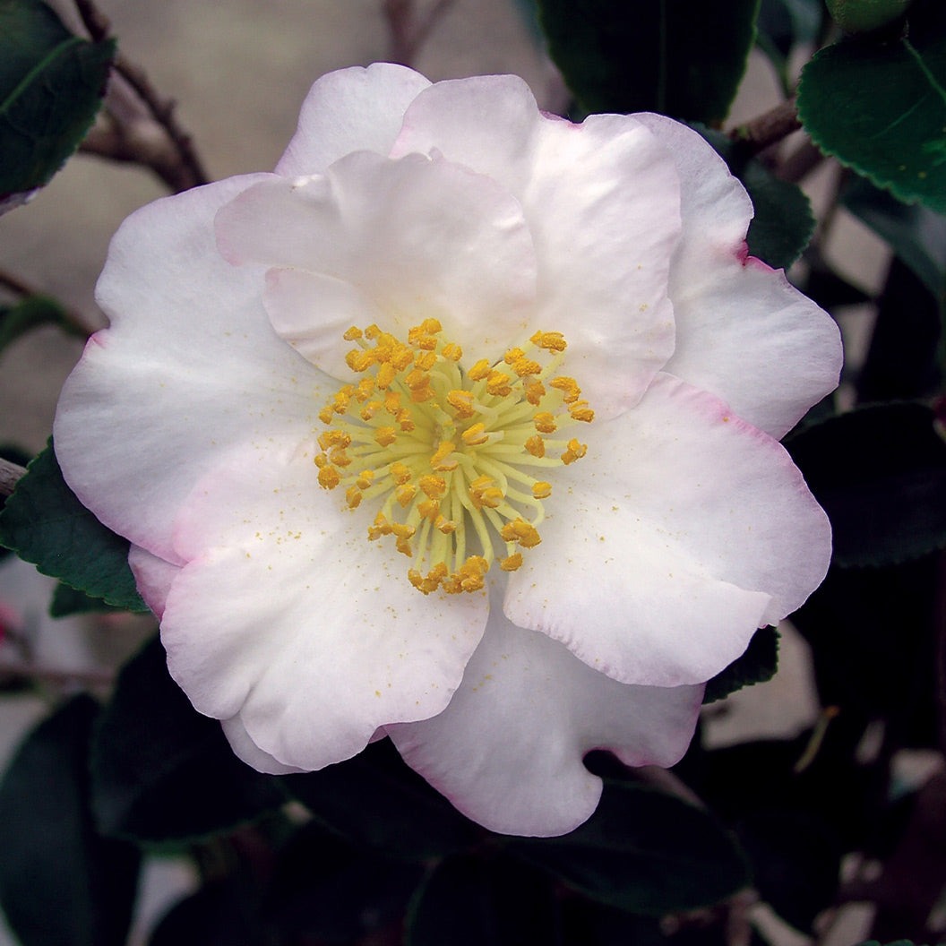 Setsugekka Camellia