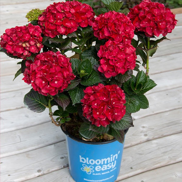 Cherry-Go-RoundTM Hydrangea Shrub