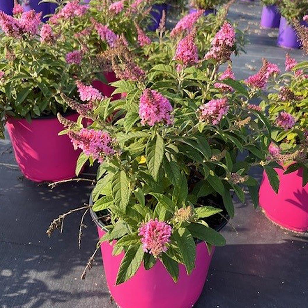 Butterfly Candy® Li'l TaffyTM Butterfly Bush