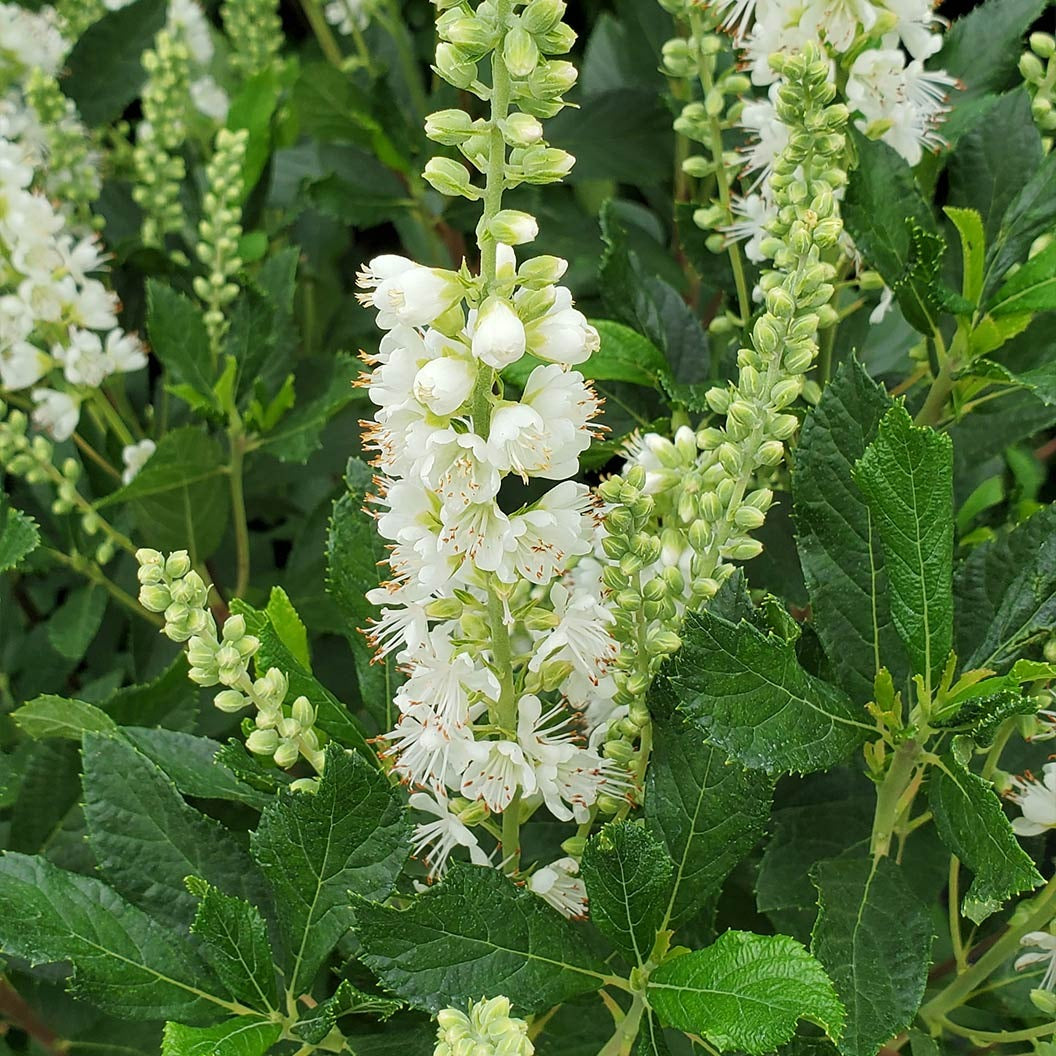 Proven Winners® Ripple EffectTM Summersweet Clethra Shrub